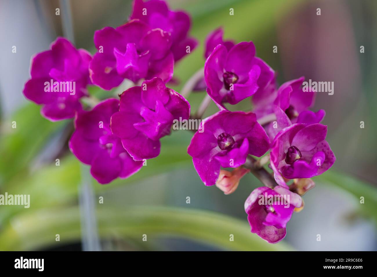 Fleur d'orchidées de Vanda au printemps décoration la beauté de la nature, Une rare orchidée sauvage décorée dans un jardin tropical Banque D'Images