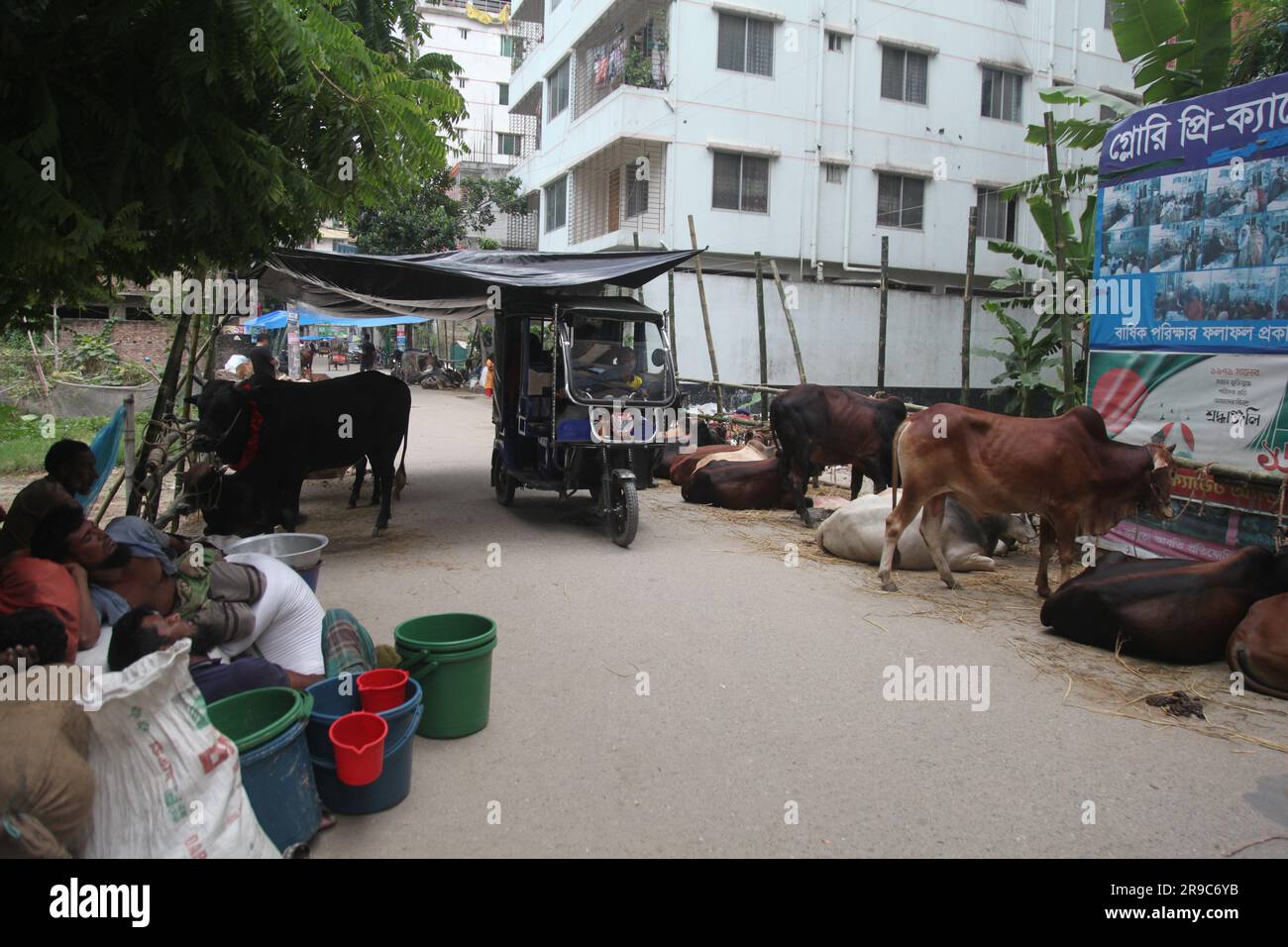 Dhaka Bangladesh 25jun2023, malgré l'interdiction de la corporation de la ville, la cabane de Qorbani est assise sur la route cette photo a été prise dhaka meradia marché de bétail Banque D'Images