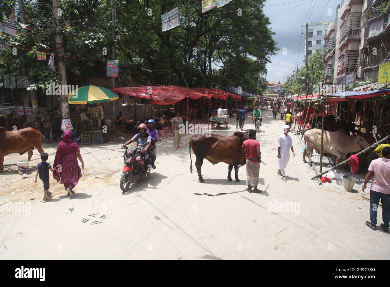 Dhaka Bangladesh 25jun2023, malgré l'interdiction de la corporation de la ville, la cabane de Qorbani est assise sur la route cette photo a été prise dhaka meradia marché de bétail Banque D'Images