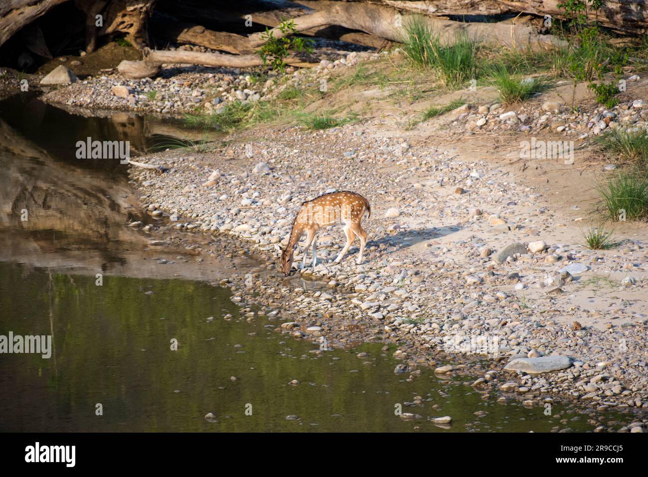 Cerf tacheté dans son habitat. Gros plan, mise au point sélective. Banque D'Images