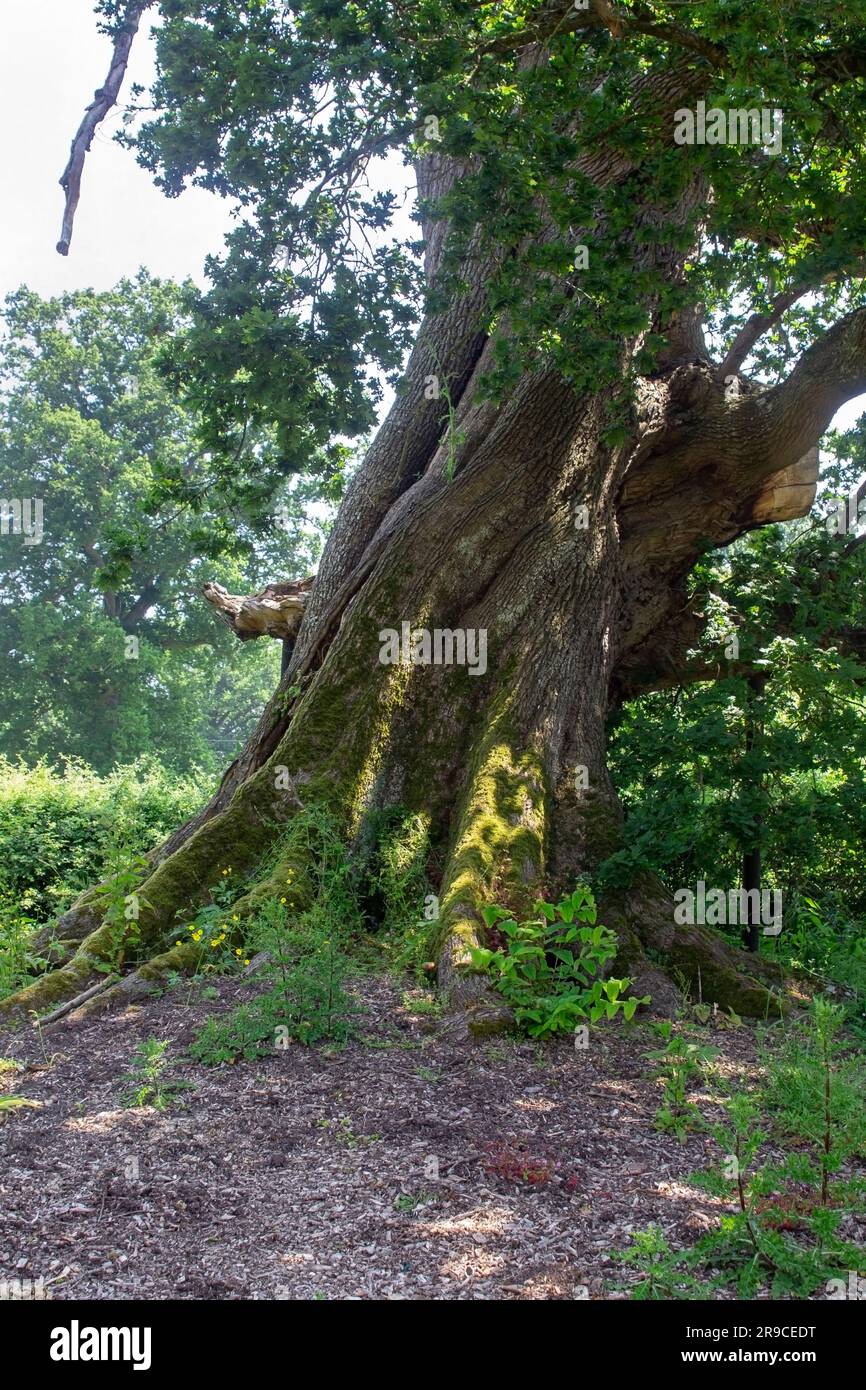 Un chêne anglais de 600 ans (Quercus Rober) qui grandit dans le Hampshire dans le sud de l'Angleterre. Le tronc est en fait creux. Banque D'Images