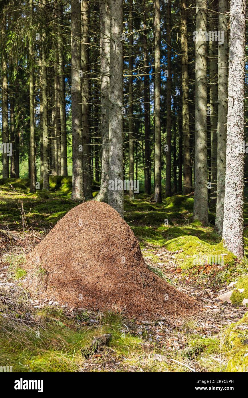 Grand anthill dans une forêt de conifères Banque D'Images