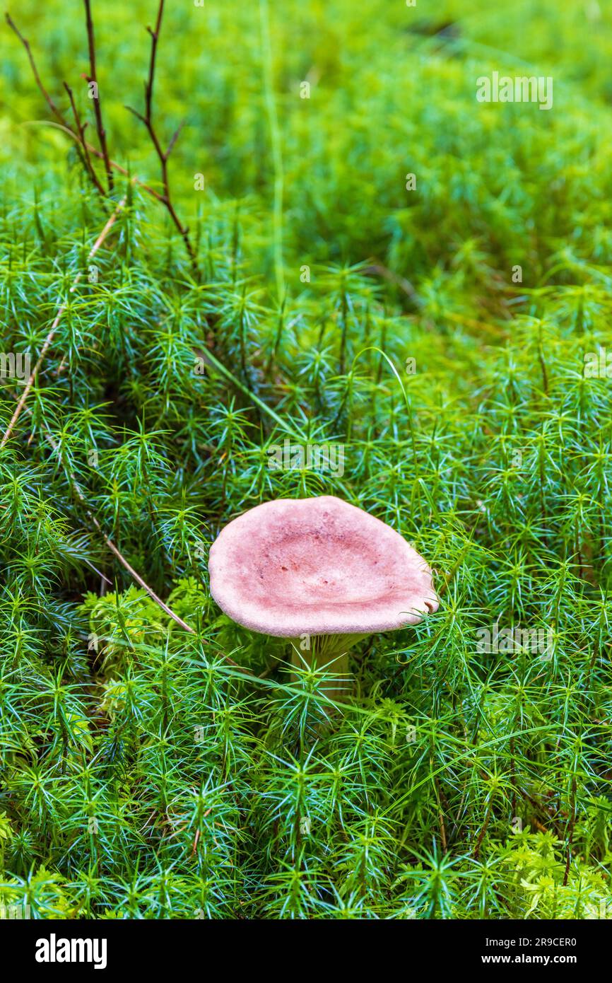 Champignons en mousse verte à tête de cheveux commune Banque D'Images