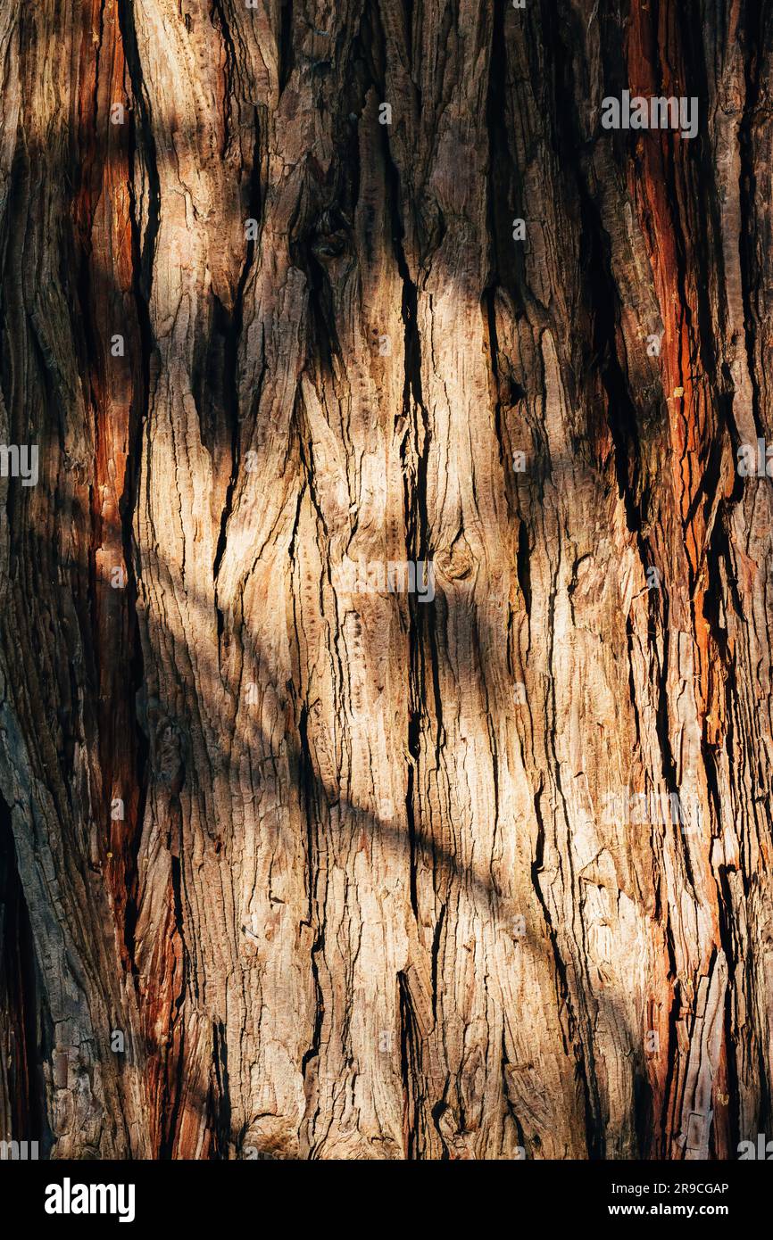 Texture de la croûte de l'écorce du tronc d'un ancien arbre avec motif de lumière et d'ombre dures, image verticale Banque D'Images