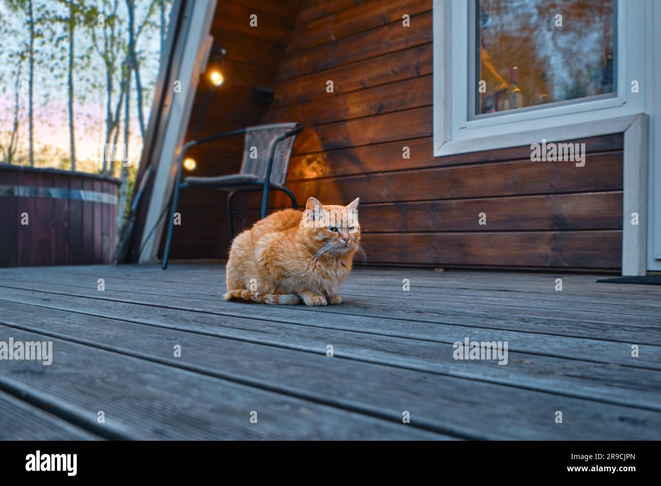 Le chat rouge est assis sur une terrasse en bois de la cabane en rondins le soir Banque D'Images