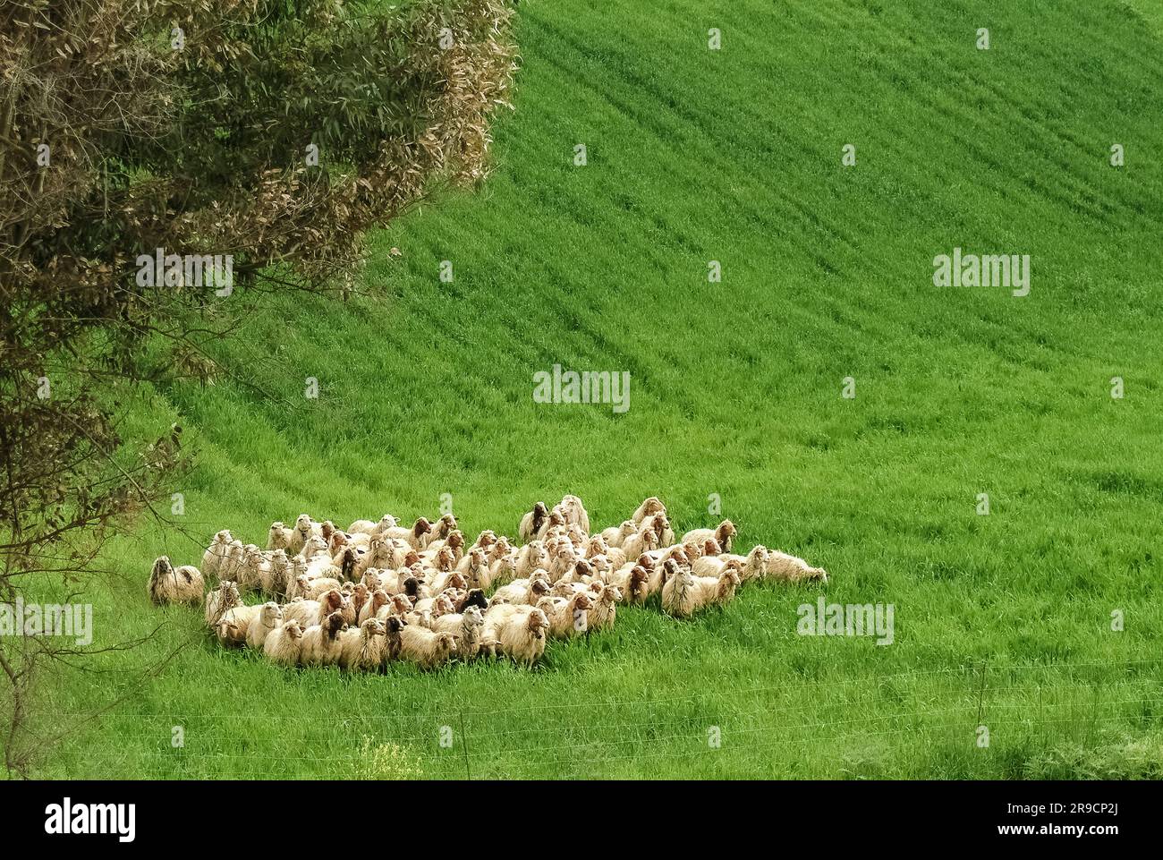 Italie Sicile moutons de la race Comisana Banque D'Images