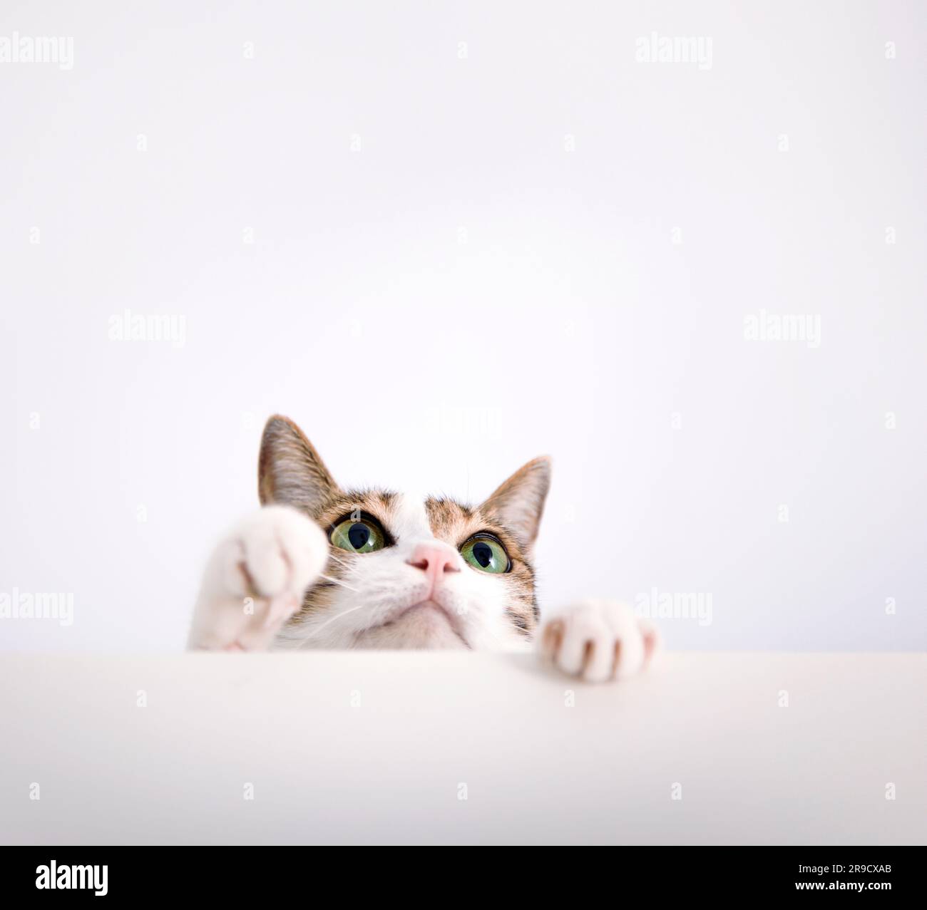 Cat a mis sa patte sur la table et regarde vers le haut Banque D'Images