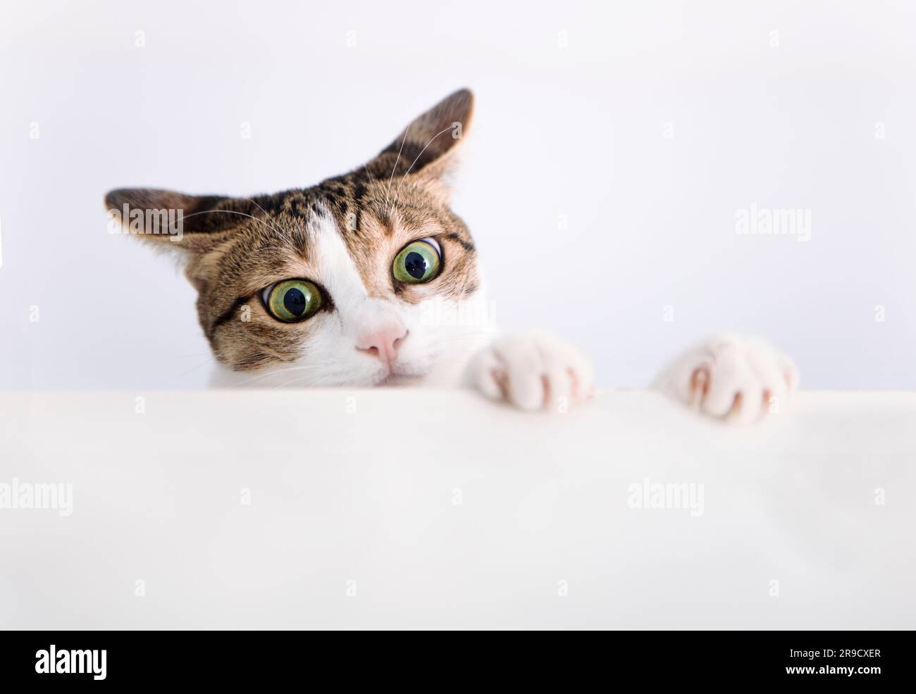 Cat a mis sa patte sur la table Banque D'Images