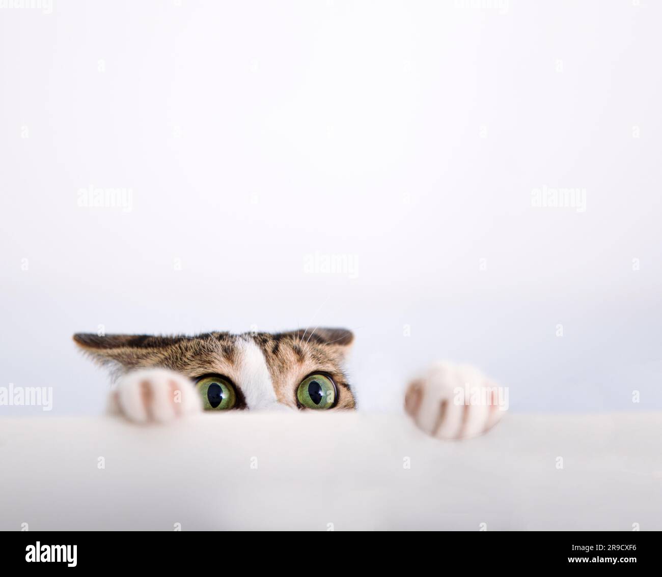 Cat a mis sa patte sur la table Banque D'Images