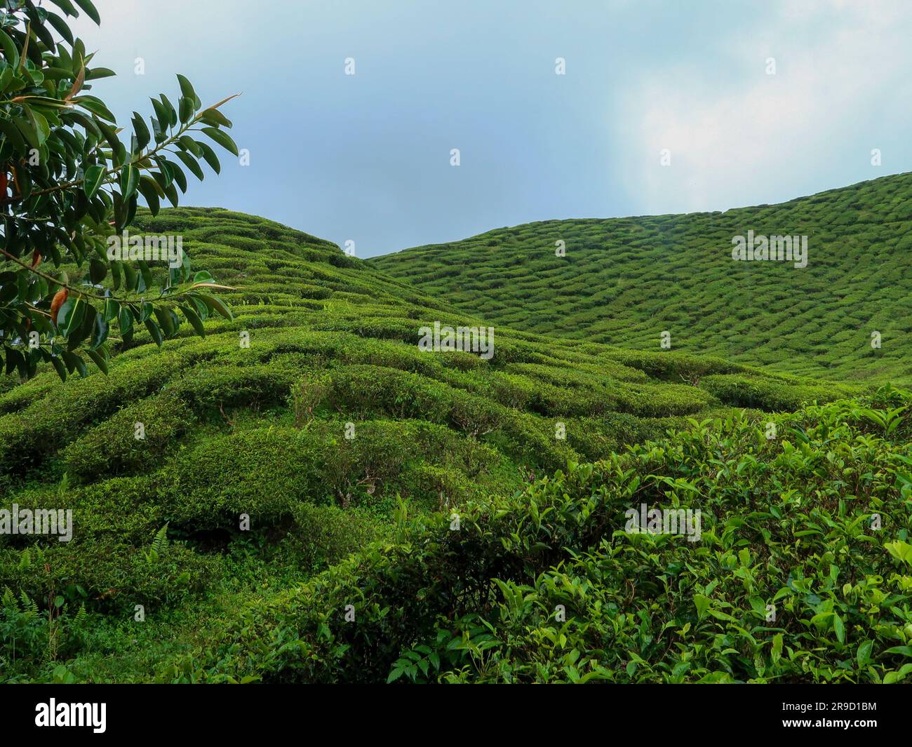20 novembre 2018 - Cameron Highlands, Malaisie: Touristes visitant une plantation de thé noir avec plate-forme d'observation dans les montagnes de Cameron Highlands, Banque D'Images