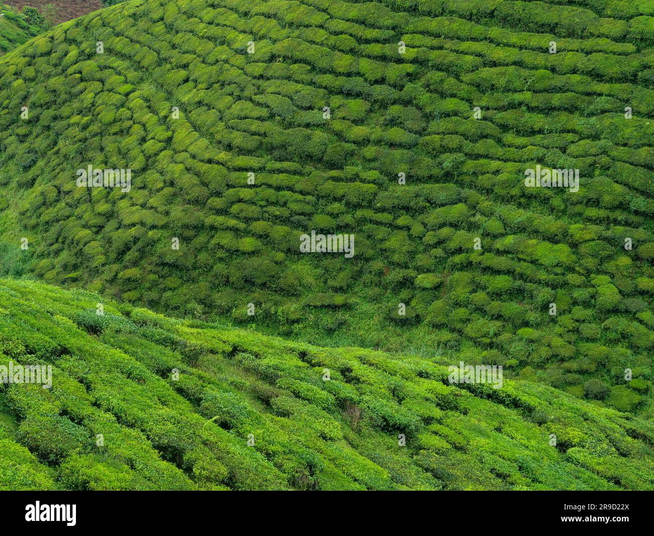 20 novembre 2018 - Cameron Highlands, Malaisie: Touristes visitant une plantation de thé noir avec plate-forme d'observation dans les montagnes de Cameron Highlands, Banque D'Images