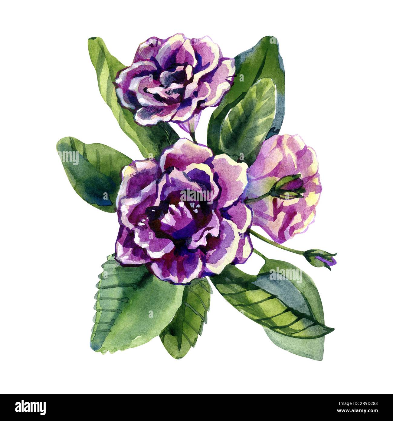 Fleurs de gloxinia violet Sinningia aquarelle illustration isolée sur fond blanc gros plan. Fleurs gloxinia violets peintes à la main. Fleur avec Banque D'Images