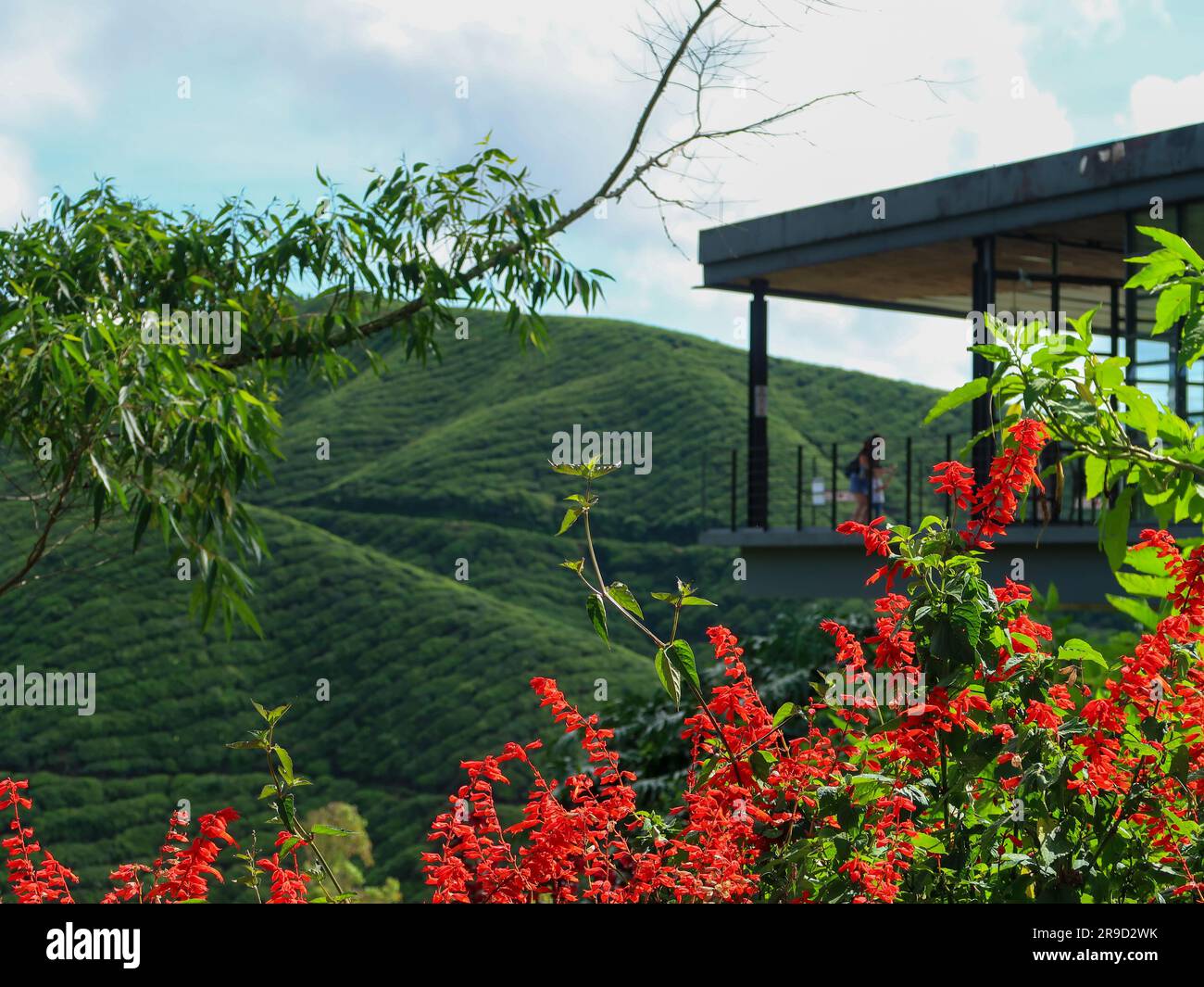20 novembre 2018 - Cameron Highlands, Malaisie: Touristes visitant une plantation de thé noir avec plate-forme d'observation dans les montagnes de Cameron Highlands, Banque D'Images