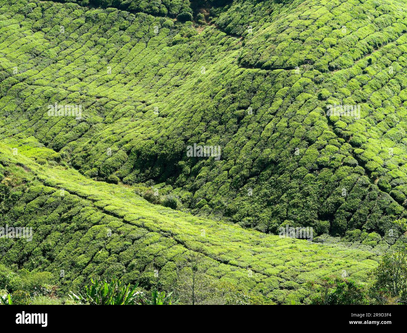 20 novembre 2018 - Cameron Highlands, Malaisie: Touristes visitant une plantation de thé noir avec plate-forme d'observation dans les montagnes de Cameron Highlands, Banque D'Images