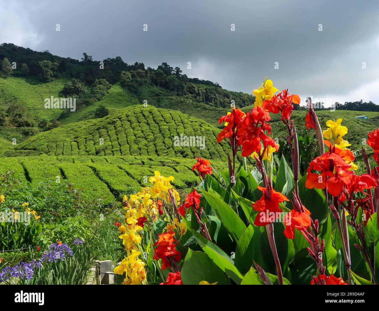 20 novembre 2018 - Cameron Highlands, Malaisie: Touristes visitant une plantation de thé noir avec plate-forme d'observation dans les montagnes de Cameron Highlands, Banque D'Images