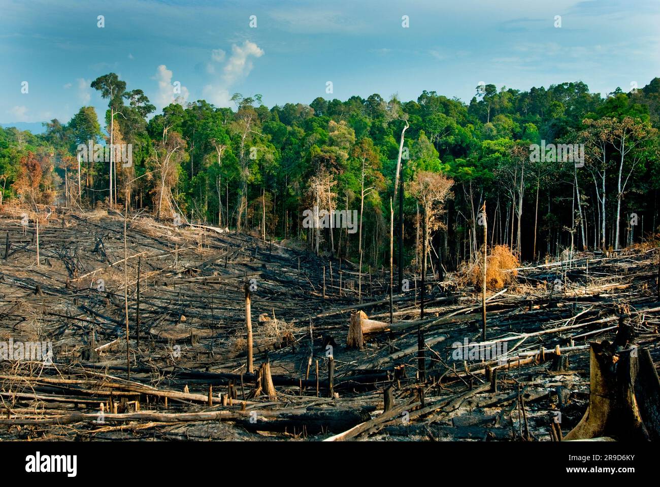 Nouveaux signes de déforestation en Indonésie. Banque D'Images