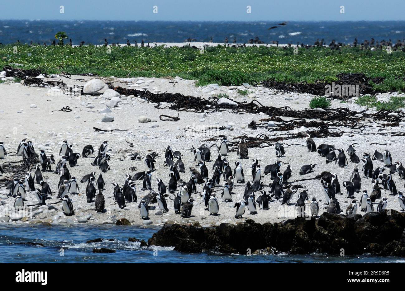 Manchot africain (Spheniscus demersus), île de Dyer, baie Walker, Gansbaai, Cap occidental, Afrique du Sud Banque D'Images