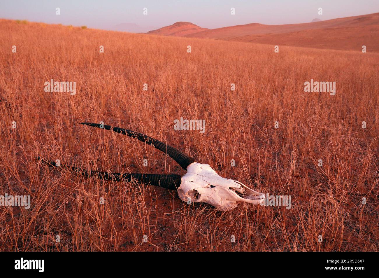 Oryx Scroll près de Serra Cafema Camp, Wilderness Safaris, Kaokoland, région de Kunene, Namibie Banque D'Images