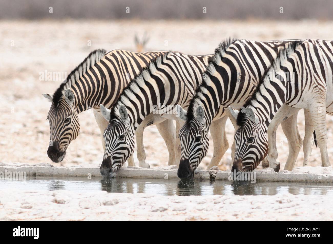 Zebra (Equus burchelli), Parc national d'Etosha, région de Kunene, Namibie Banque D'Images