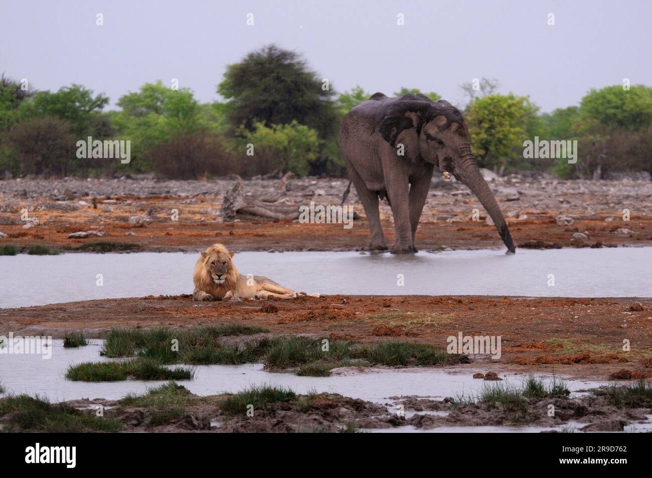 Lion (Leo Panthera) et Eléphant (Loxodonta africana) à Waterhole, Parc national d'Etosha, région de Kunene, Namibie Banque D'Images