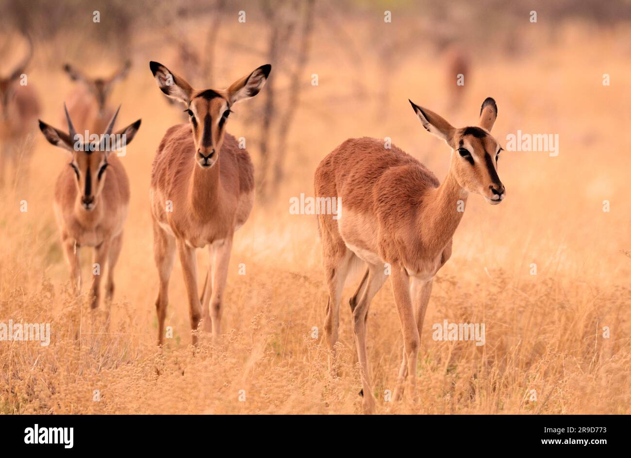 Impala (Aepyceros melampus), Parc national d'Etosha, région de Kunene, Namibie Banque D'Images