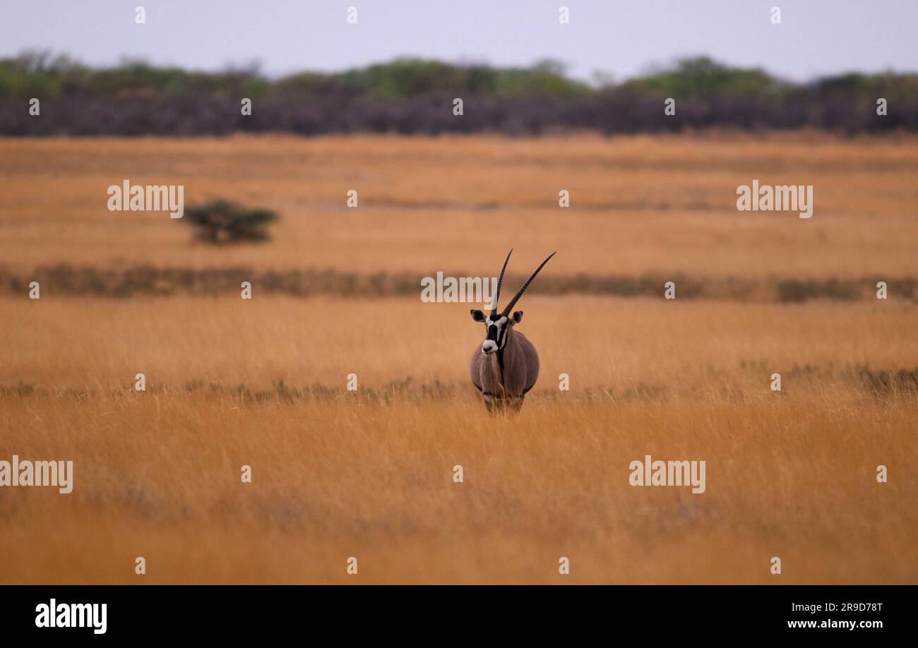 Gemsbok (Oryx gazella), Parc national d'Etosha, région de Kunene, Namibie Banque D'Images