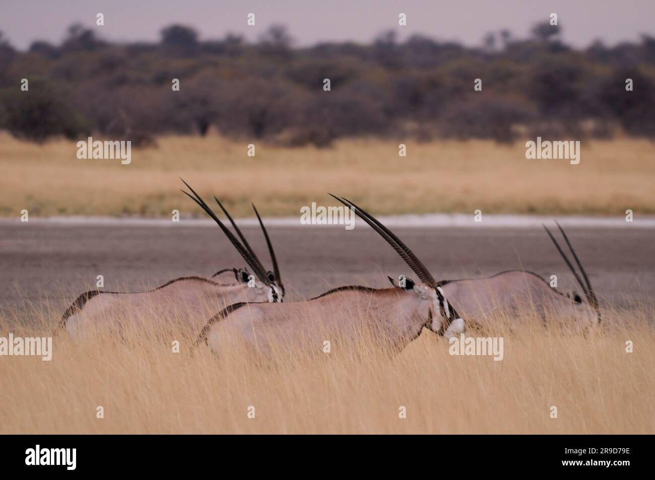 Gemsbok (Oryx gazella), Fisher's Pan, Namutoni, Parc national d'Etosha, région de Kunene, Namibie Banque D'Images