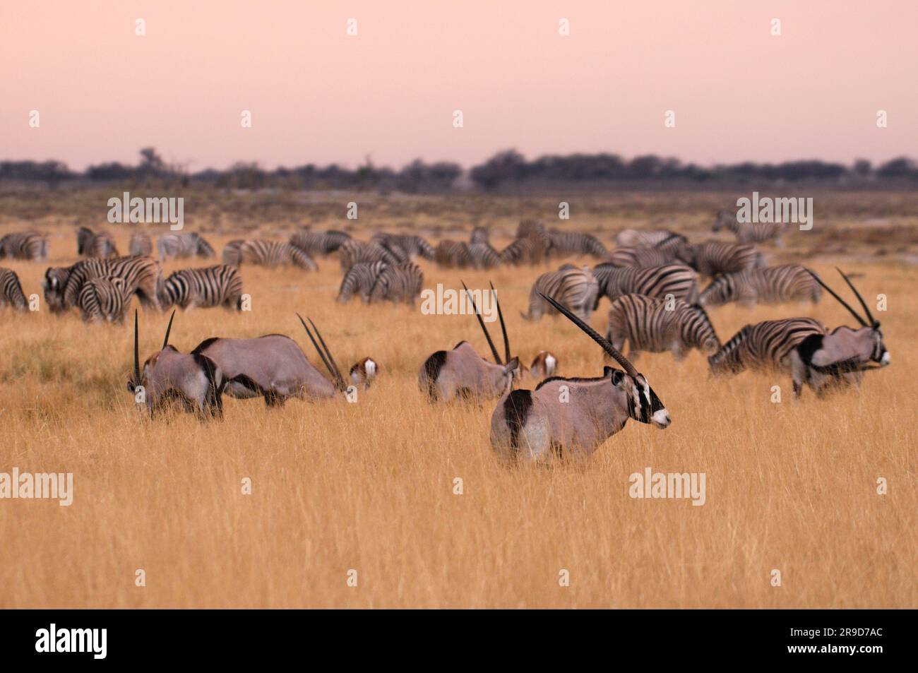 Gemsbok (Oryx gazella), Fisher's Pan, Namutoni, Parc national d'Etosha, région de Kunene, Namibie Banque D'Images