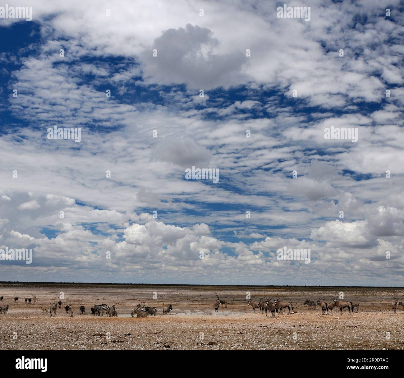 Zebra (Equus burchelli) et Gemsbok (Oryx gazella) à Waterhole, près d'Okaukuejo, Parc national d'Etosha, région de Kunene, Namibie Banque D'Images