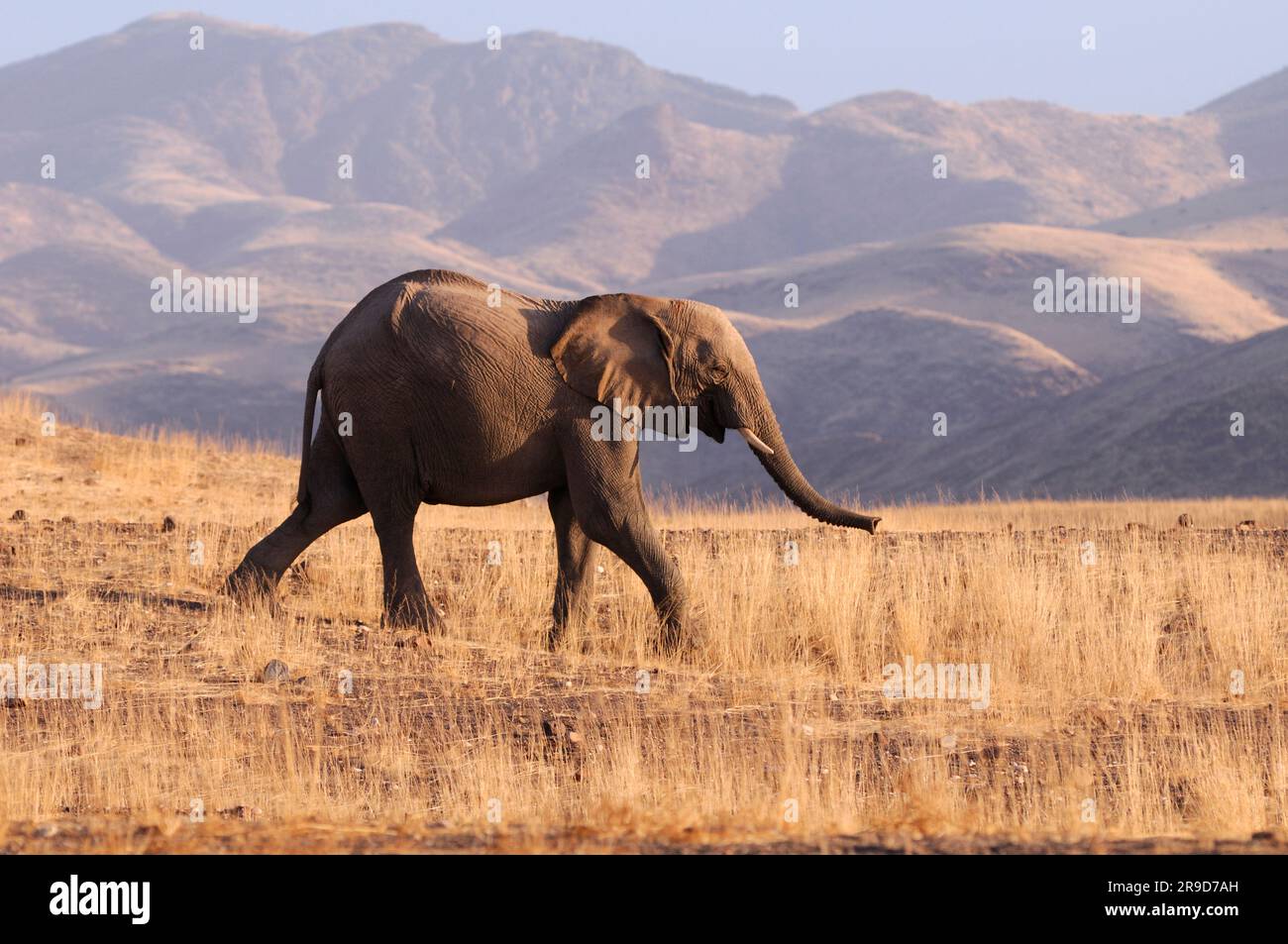 Elephant (Loxodonta africana), Okahirongo Elephant Lodge, près de Purros, Kaokoland, région de Kunene, Namibie Banque D'Images