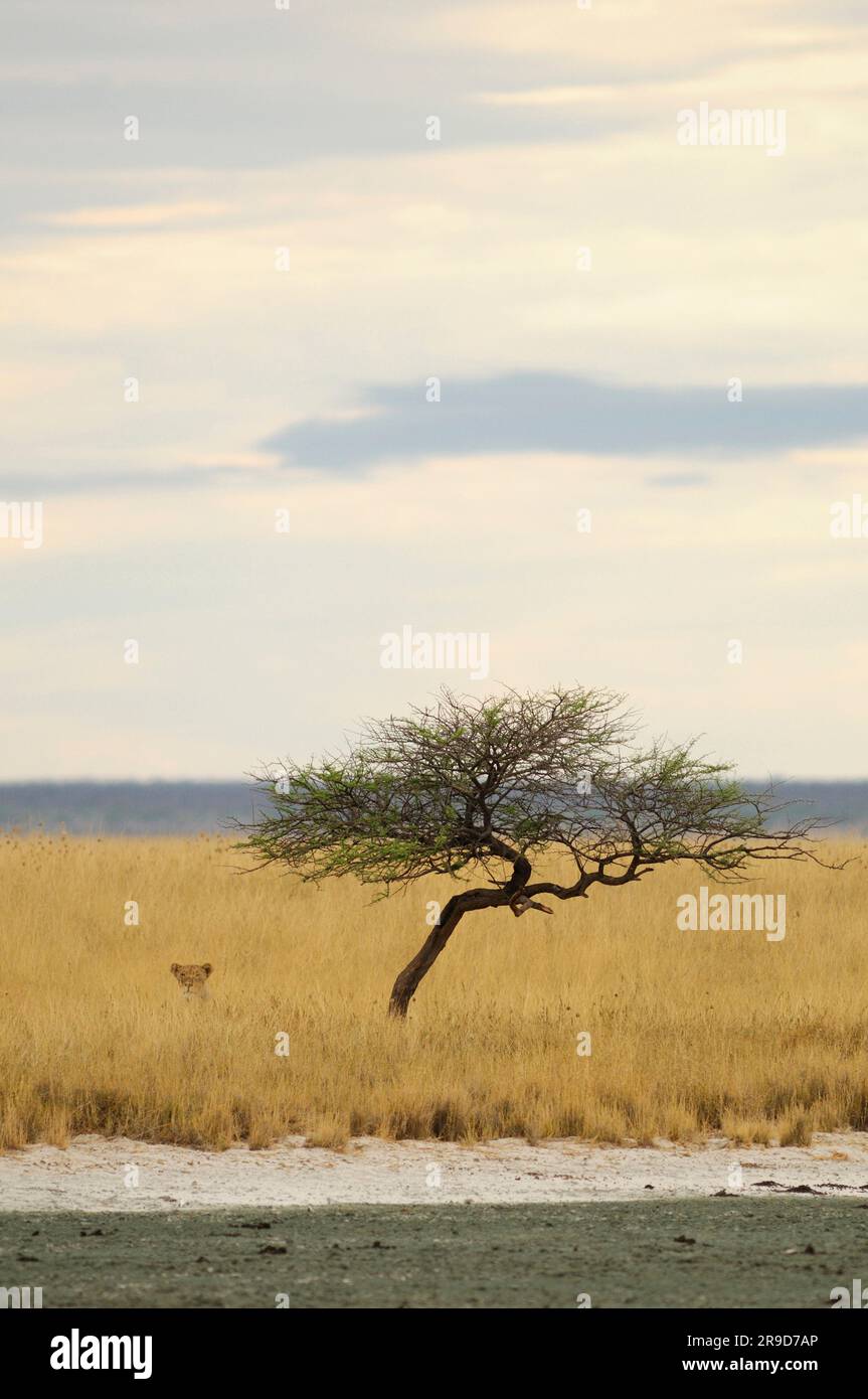 Lion (Leo Panthera), Parc national d'Etosha, région de Kunene, Namibie Banque D'Images