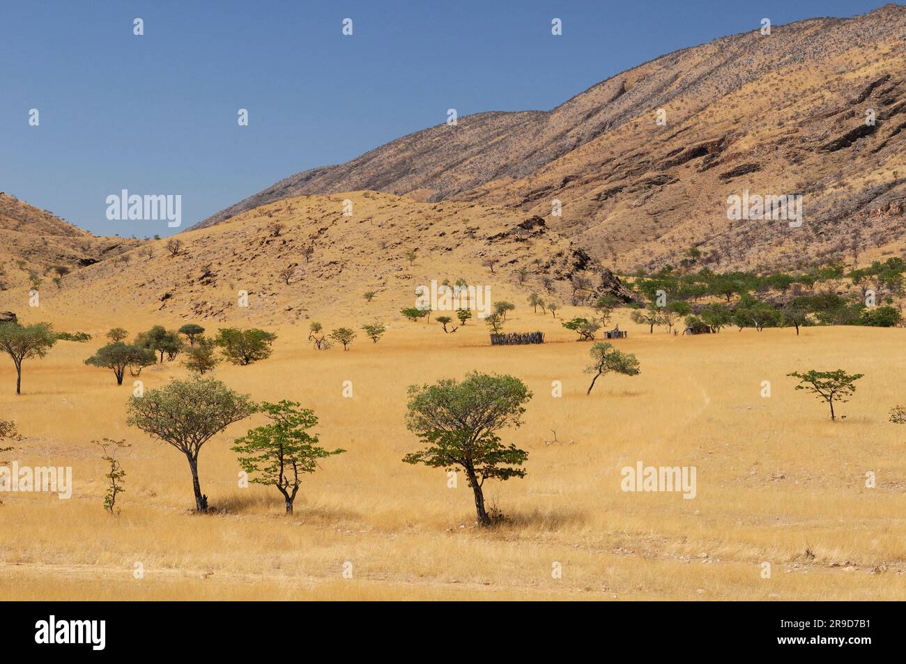 Paysage, herbe jaune près de Palmwag, Kaokoland, région de Kunene, Namibie Banque D'Images