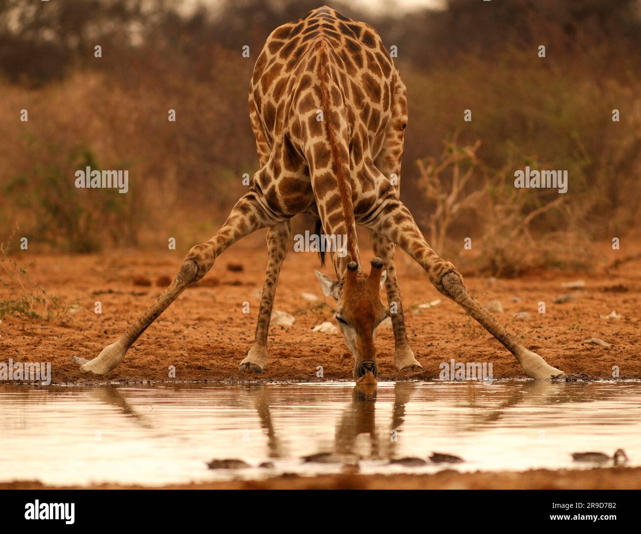Girafe au trou d'eau, Fisher's Pan, Namutoni, parc national d'Etosha, région de Kunene, Namibie. Banque D'Images