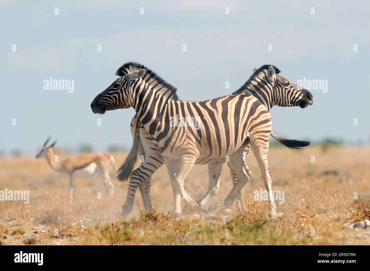 Zebra (Equus burchelli), Parc national d'Etosha, région de Kunene, Namibi Banque D'Images