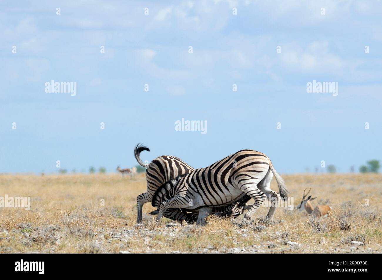 Zebra (Equus burchelli) à Savannah, Parc national d'Etosha, région de Kunene, Namibie Banque D'Images