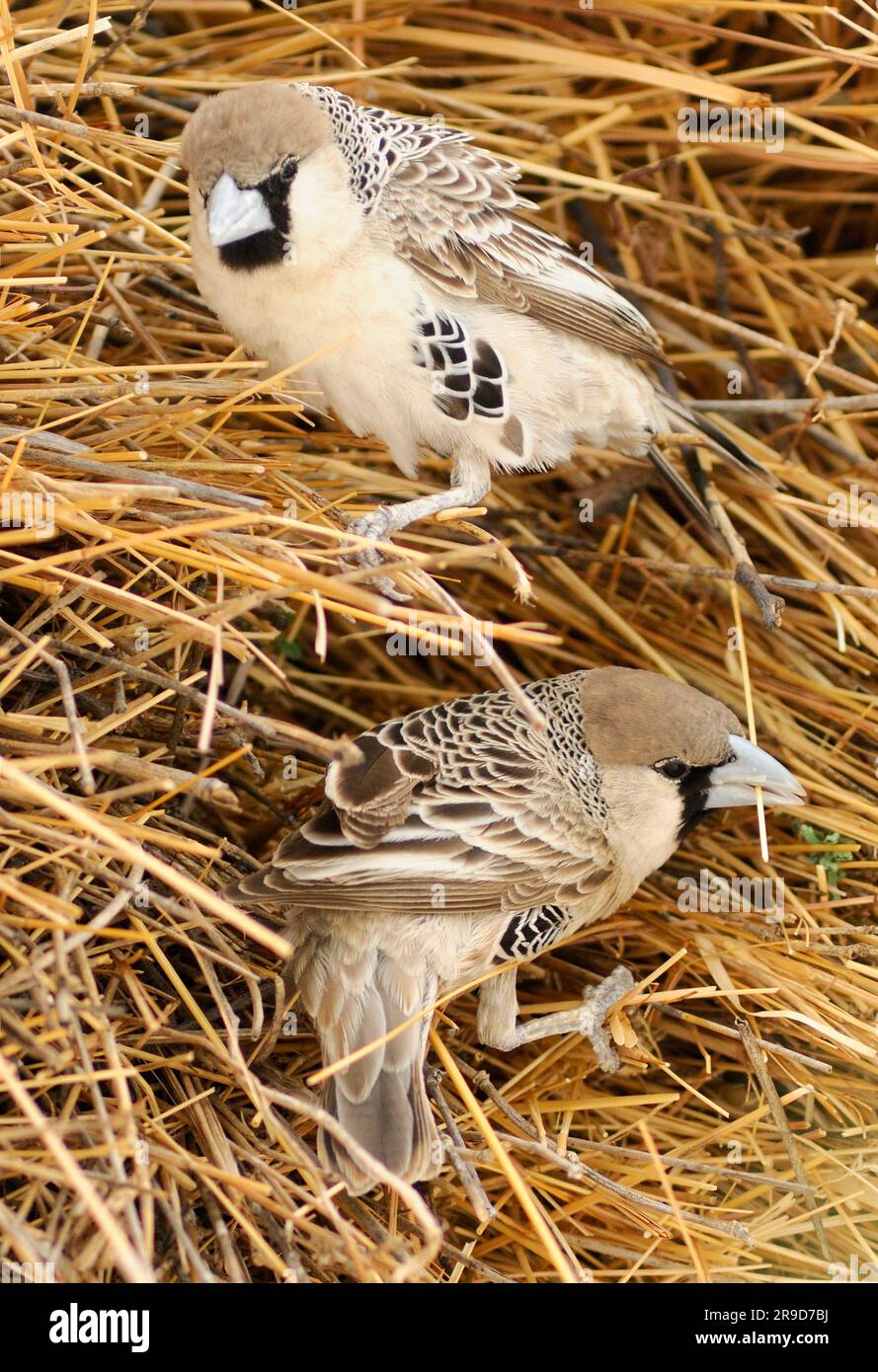 Sparrow-weaver à sourcils blancs (Plocepasser mahali), Okaukuejo, Parc national d'Etosha, région de Kunene, Namibie Banque D'Images