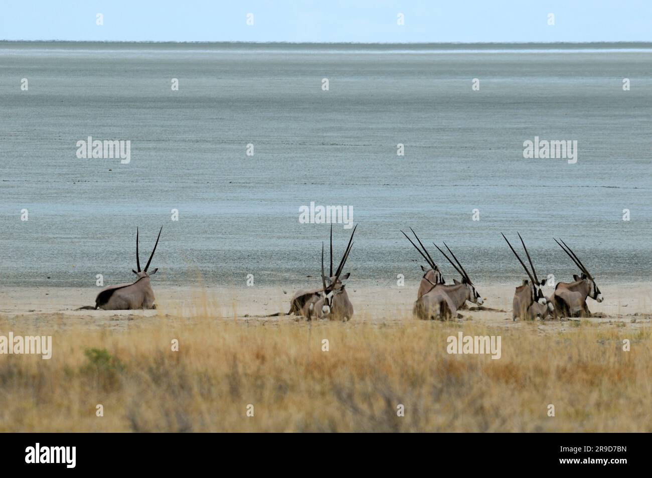 Gemsbok (Oryx gazella), Etosha Pan, Parc national d'Etosha, région de Kunene, Namibie Banque D'Images