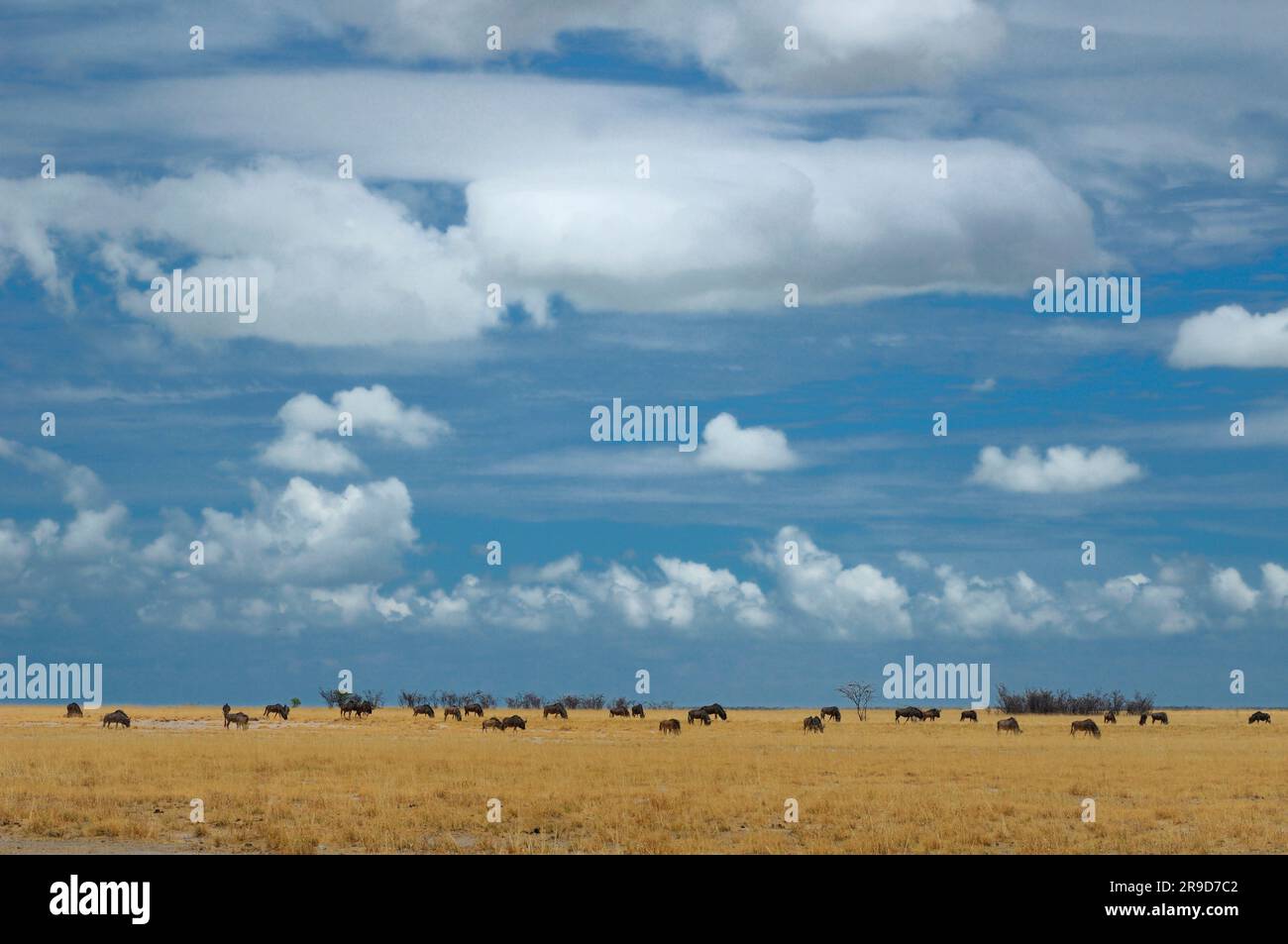 Troupeaux d'animaux à Etosha Pan, Parc national d'Etosha, région de Kunene, Namibie Banque D'Images