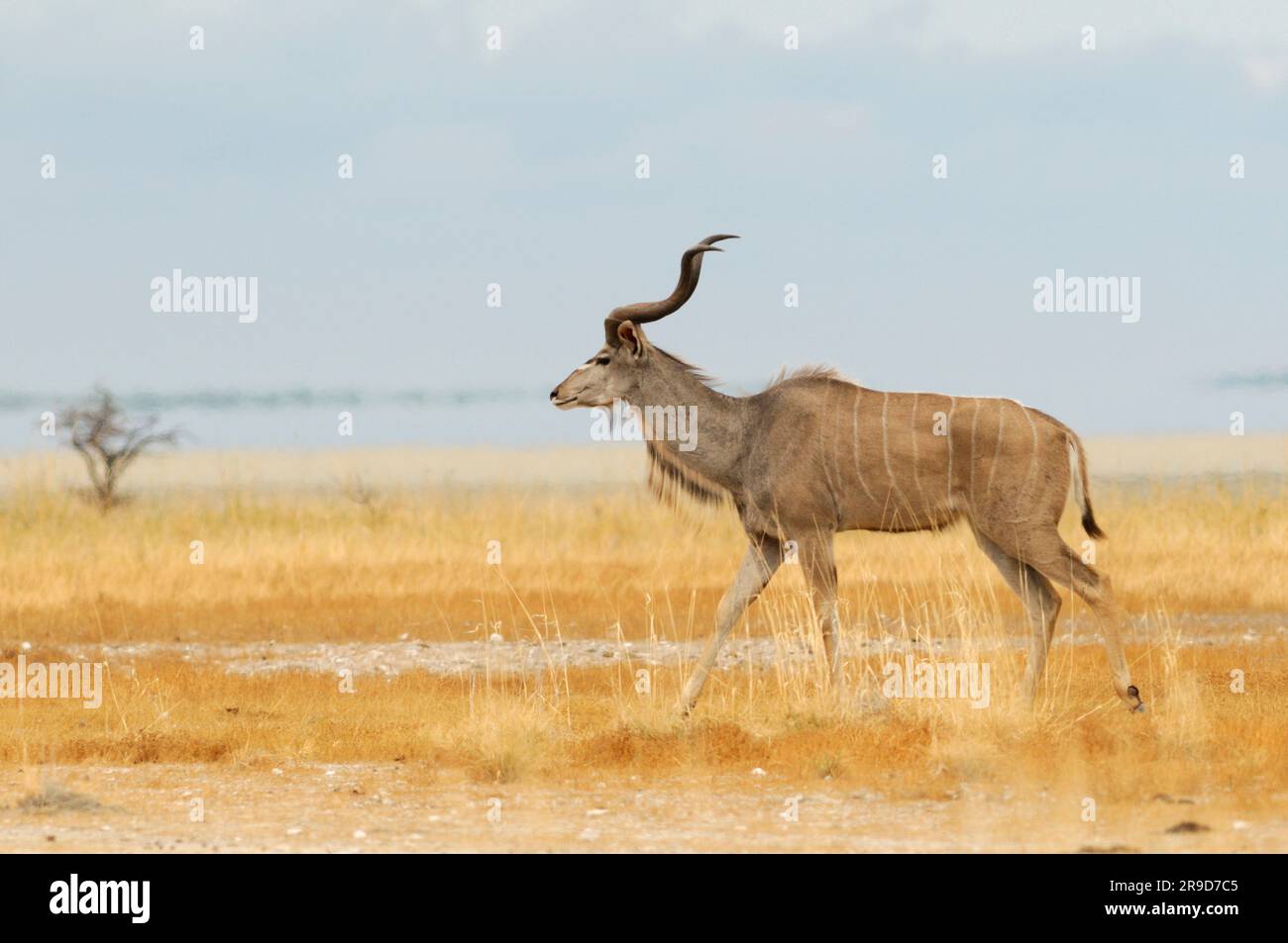 Grand Koudou (Tragelaphus strepsiceros), Etosha National Park, Namibie, région de Kunene Banque D'Images