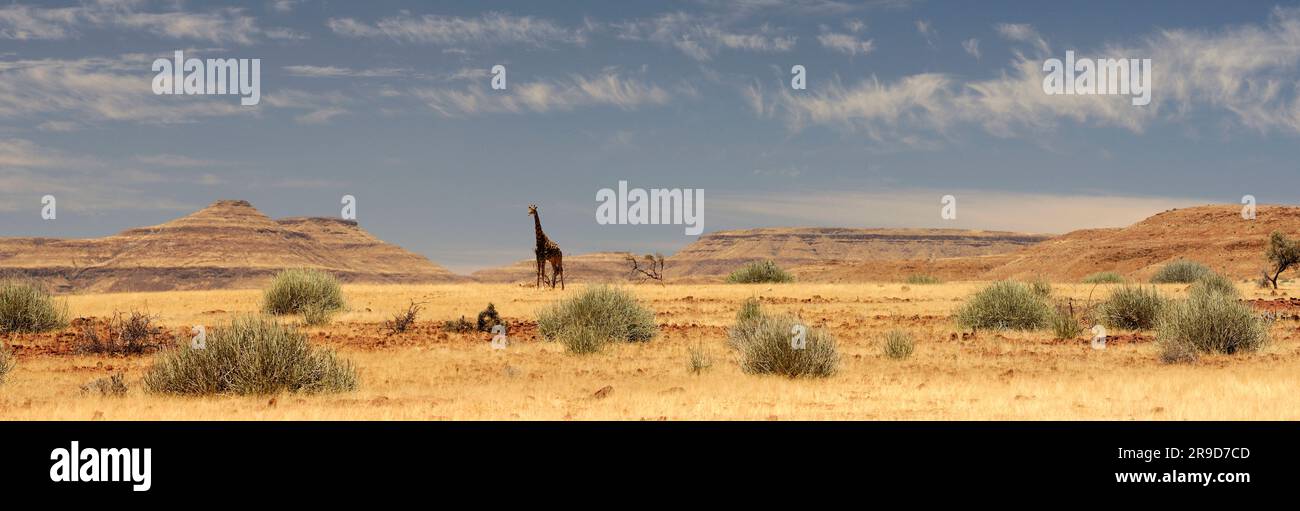 Girafe (Camelopardus), Grassland près de Palmwag, Kaokoland, région de Kunene, Namibie Banque D'Images
