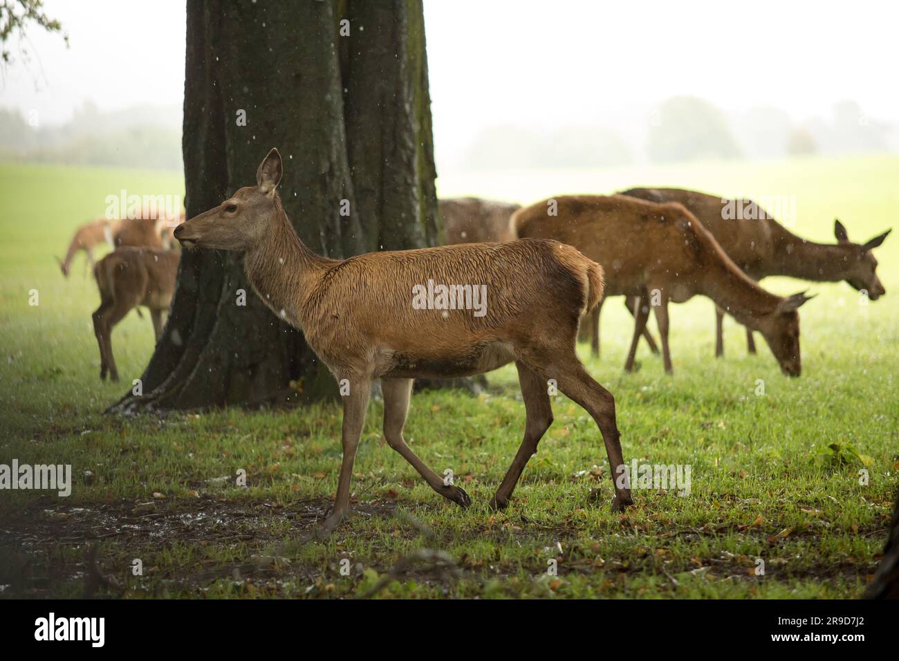 Deer au parc Tatton, Knutsford, Angleterre Banque D'Images