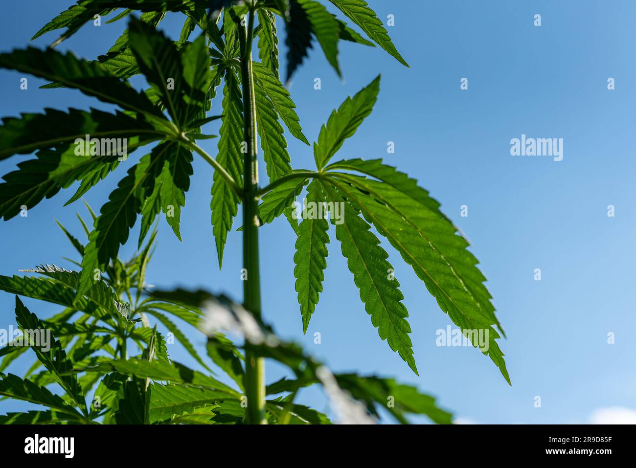 belle feuille de chanvre sur un champ de marijuana sous le ciel bleu avec le soleil et les nuages pour la légalisation des produits médicaux de cannabis cbd thc branche de drogue illégale Banque D'Images