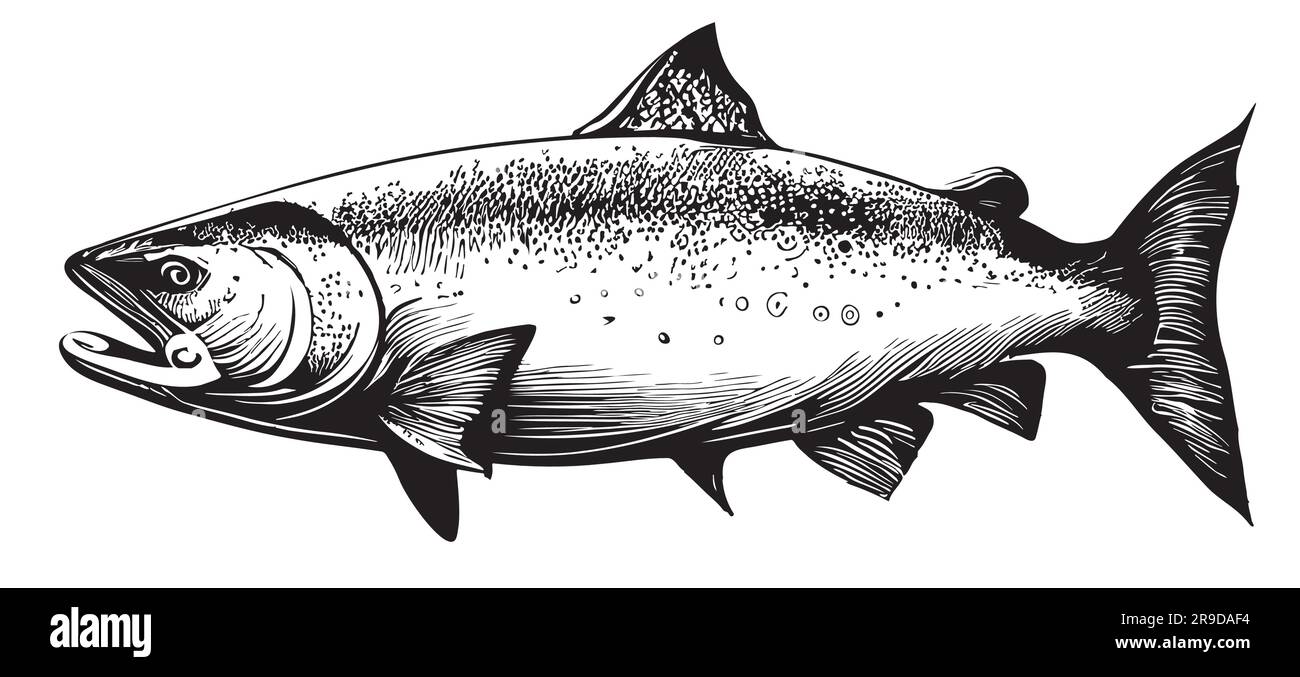 Dessin de poisson de saumon dessiné à la main dans l'illustration de style Doodle Illustration de Vecteur