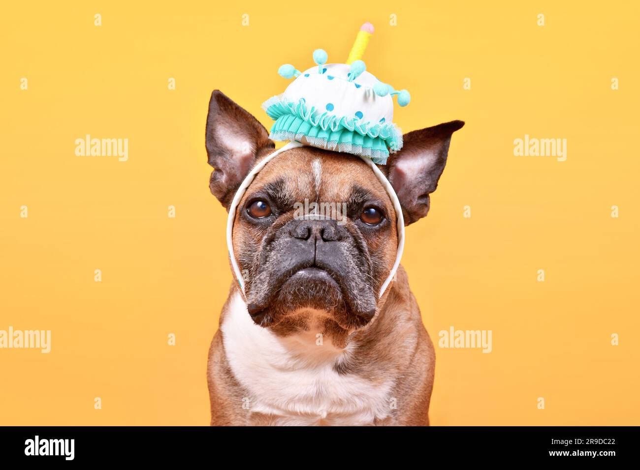 Fauve chien Bulldog français portant gâteau d'anniversaire chapeau de fête sur fond jaune Banque D'Images Fauve chien Bulldog français portant gâteau d'anniversaire chapeau de fête sur fond jaune Banque D'Images