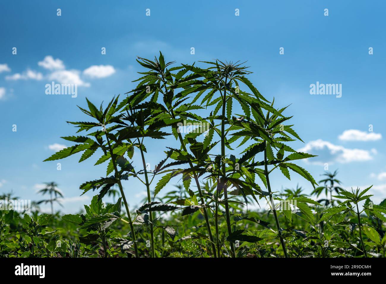 belle feuille de chanvre sur un champ de marijuana sous le ciel bleu avec le soleil et les nuages pour la légalisation des produits médicaux de cannabis cbd thc branche de drogue illégale Banque D'Images
