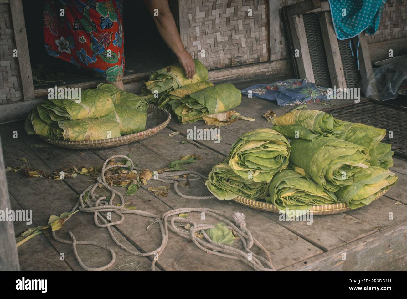 Feuilles de tabac vert fraîchement récoltées Banque D'Images