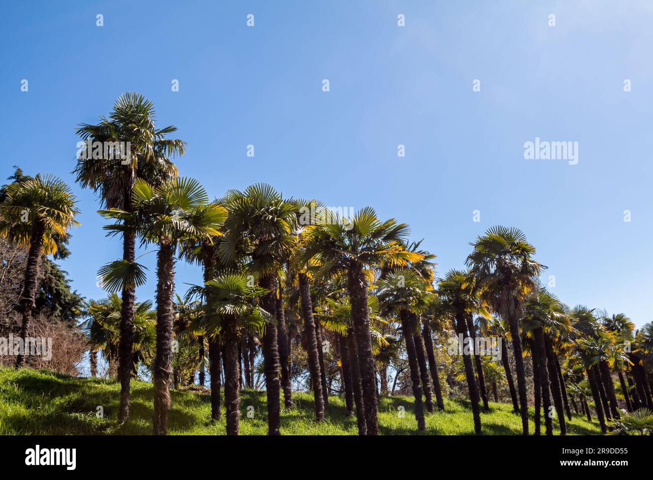 Forêt de palmiers par temps clair Banque D'Images