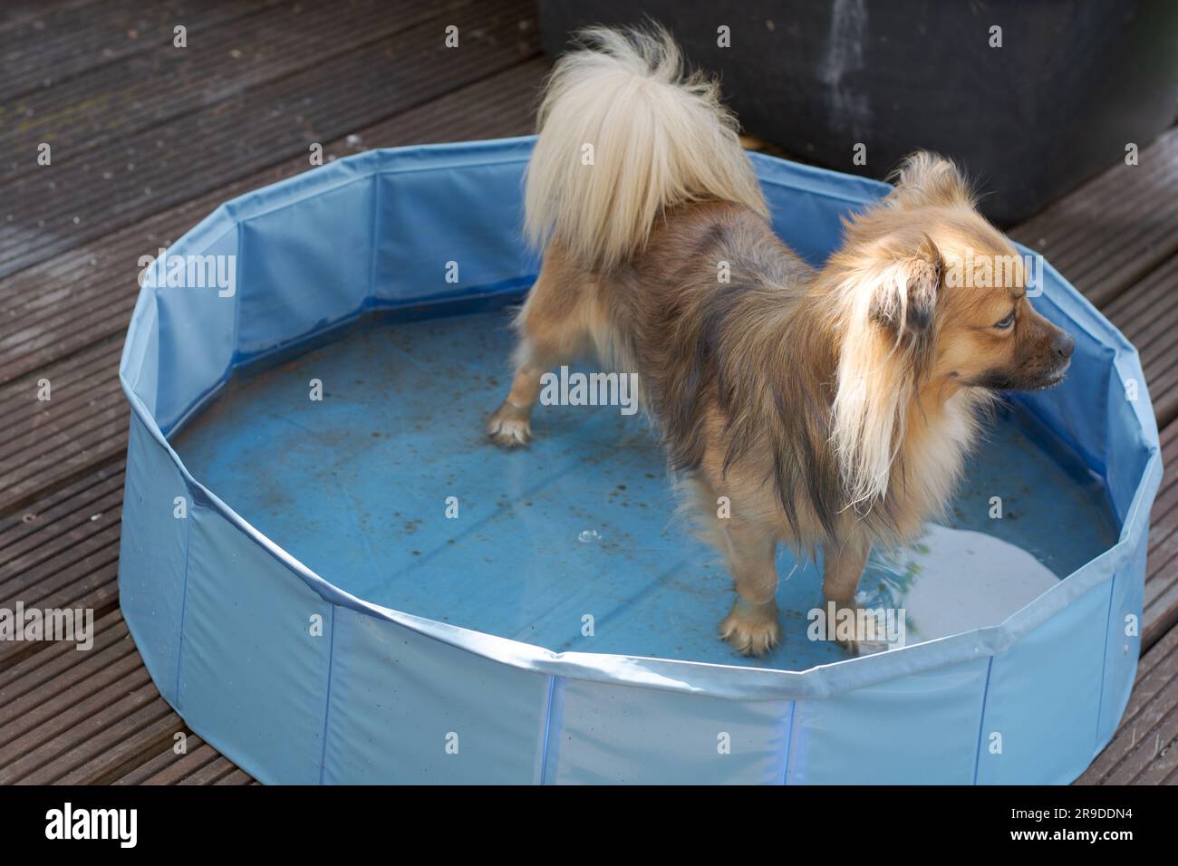 bains de pomchi dans une petite piscine pour chiens par une chaude journée d'été Banque D'Images