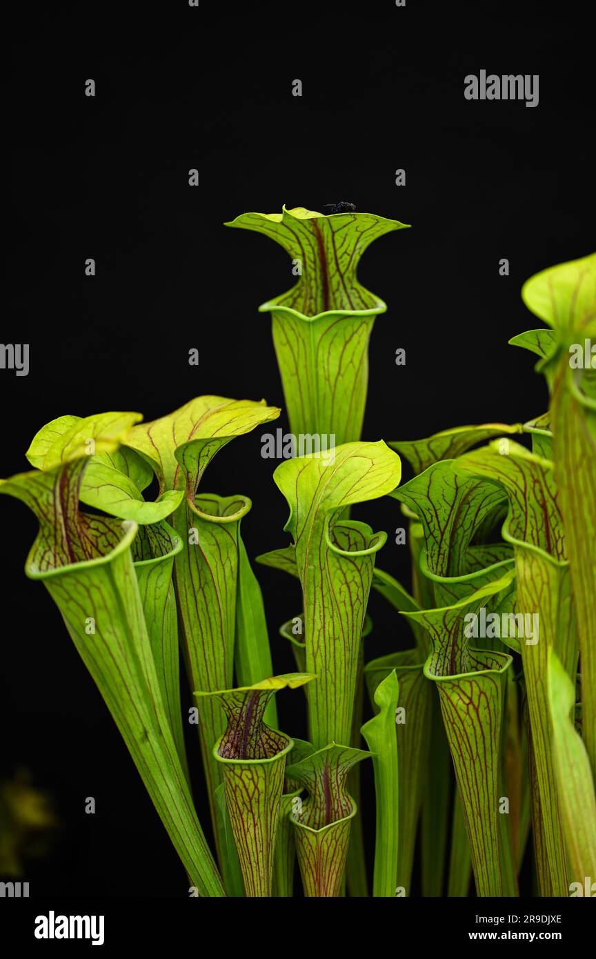 Malvern Showground, Worcestershire, Royaume-Uni. 10th mai 2023. sarracenia oreophila usine de pichet Banque D'Images