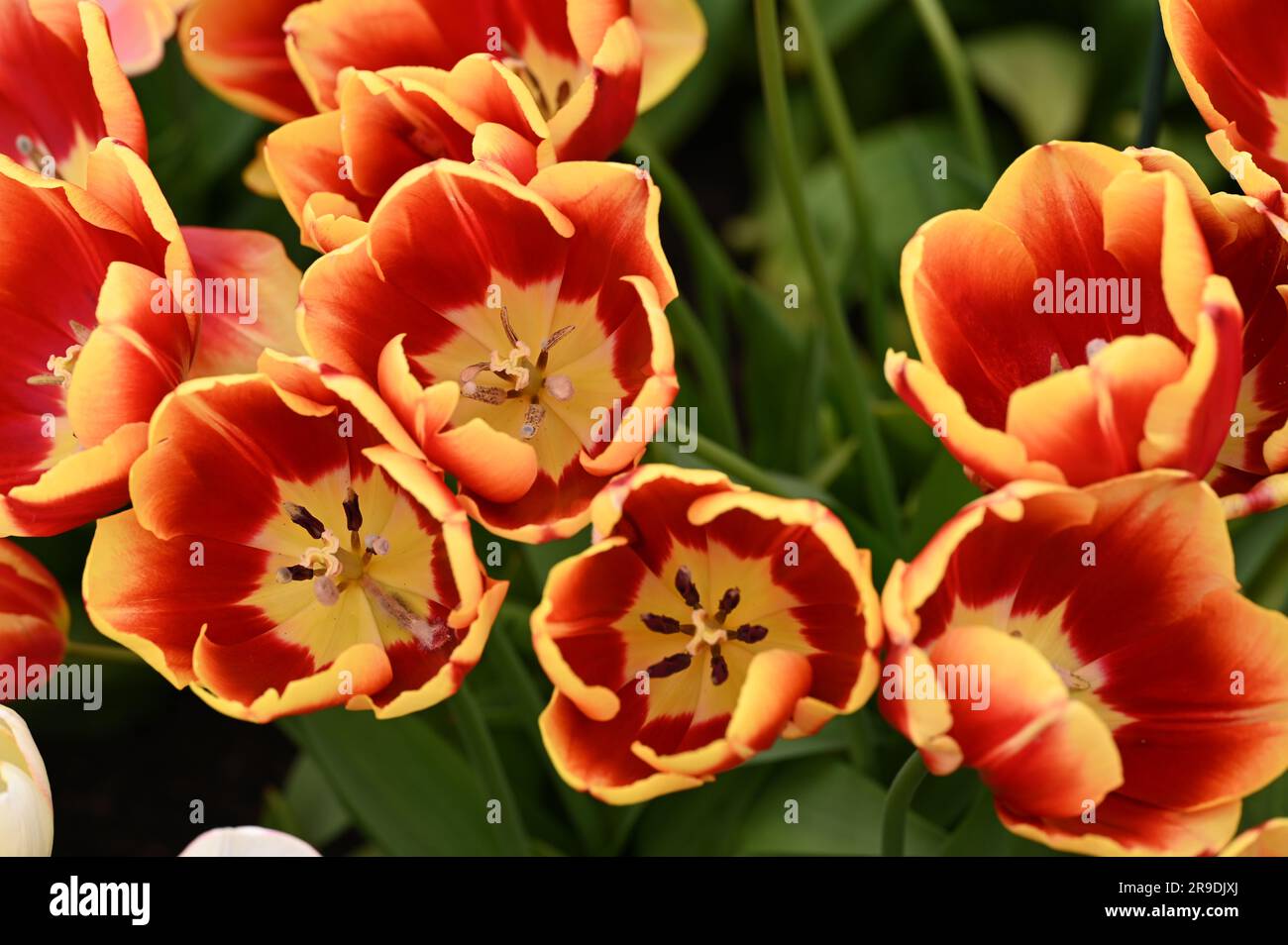 Malvern Showground, Worcestershire, Royaume-Uni. 10th mai 2023. Tulipe dow jones, fleurs rouges et jaunes Banque D'Images
